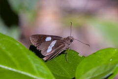 Notocrypta clavata