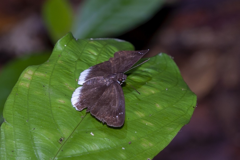 Tagiades lavata