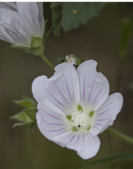 Malva preissiana