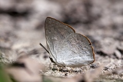 Curetis santana