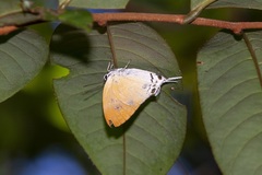 Manto hypoleuca