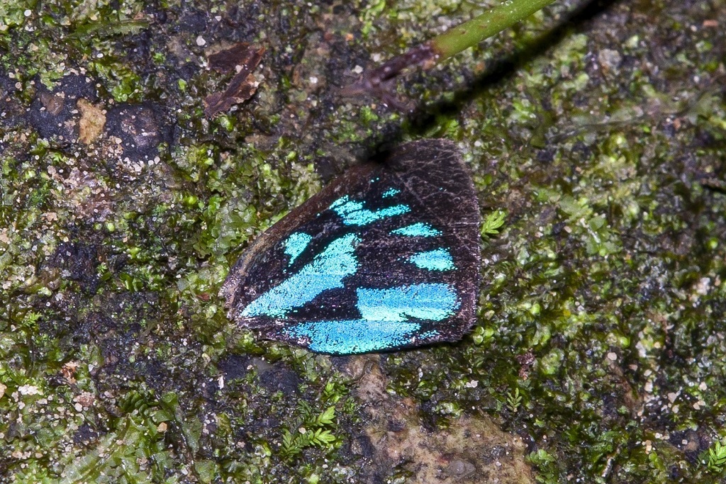 Simiskina pheretia