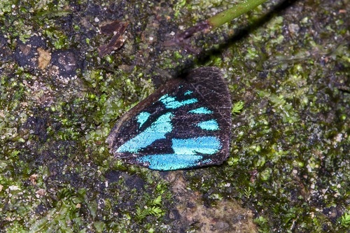 Simiskina pheretia