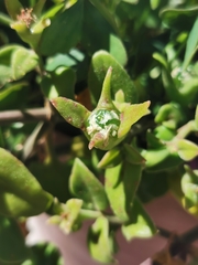 Mesembryanthemum cordifolium