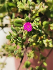 Mesembryanthemum cordifolium