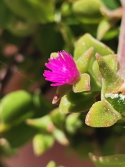 Mesembryanthemum cordifolium