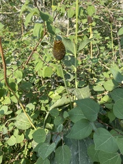 Rudbeckia occidentalis
