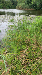 Cyperus papyrus