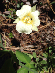 Calochortus apiculatus
