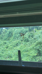 Polistes sagittarius