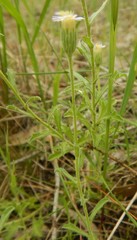Vittadinia australasica