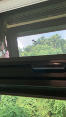 Polistes sagittarius