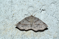 Metarranthis warneri