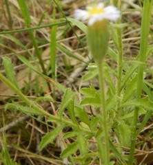 Vittadinia australasica