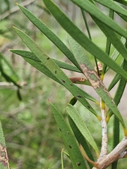 Chitonaleyrodes canberrensis