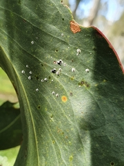 Pseudozaphanera wariensis