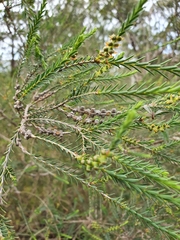 Melaleuca decussata