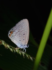 Euchrysops cnejus cnejus