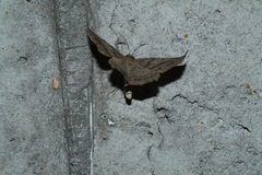 Metarranthis warneri