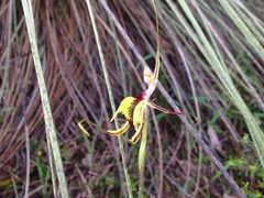 Caladenia attingens