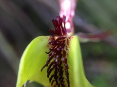 Caladenia attingens