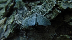 Aglossa pinguinalis
