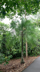 Heterospathe