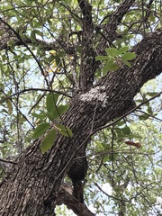 Quercus oblongifolia