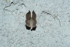 Metarranthis warneri