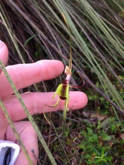 Caladenia attingens