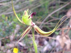 Caladenia attingens