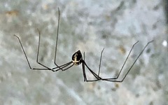 Pholcidae