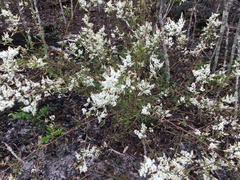 Polygonella polygama polygama