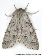 Acronicta americana