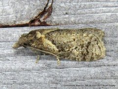Phtheochroa