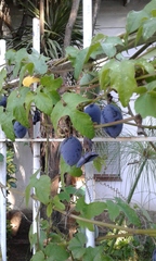 Passiflora morifolia