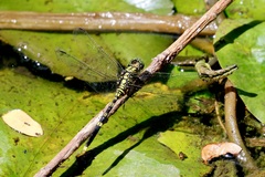 Orthetrum serapia