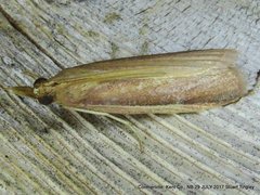 Peoria gematella