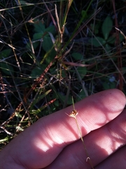 Rhynchospora chapmanii