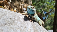 Sceloporus torquatus binocularis