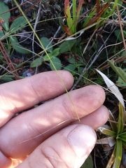 Rhynchospora chapmanii