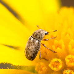 Trigonorhinus limbatus