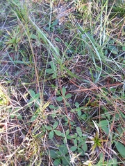 Rhynchospora chapmanii