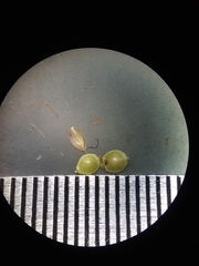 Rhynchospora chapmanii