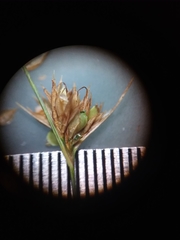 Rhynchospora chapmanii