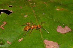 Notoncus spinisquamis