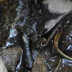 Epipedobates machalilla