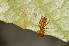 Notoncus spinisquamis