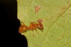 Notoncus spinisquamis