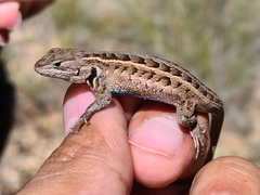 Sceloporus samcolemani